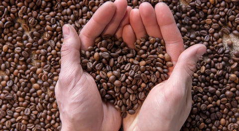 Fresh Roasted Coffee - Natural Cherry Robusta from India 12oz