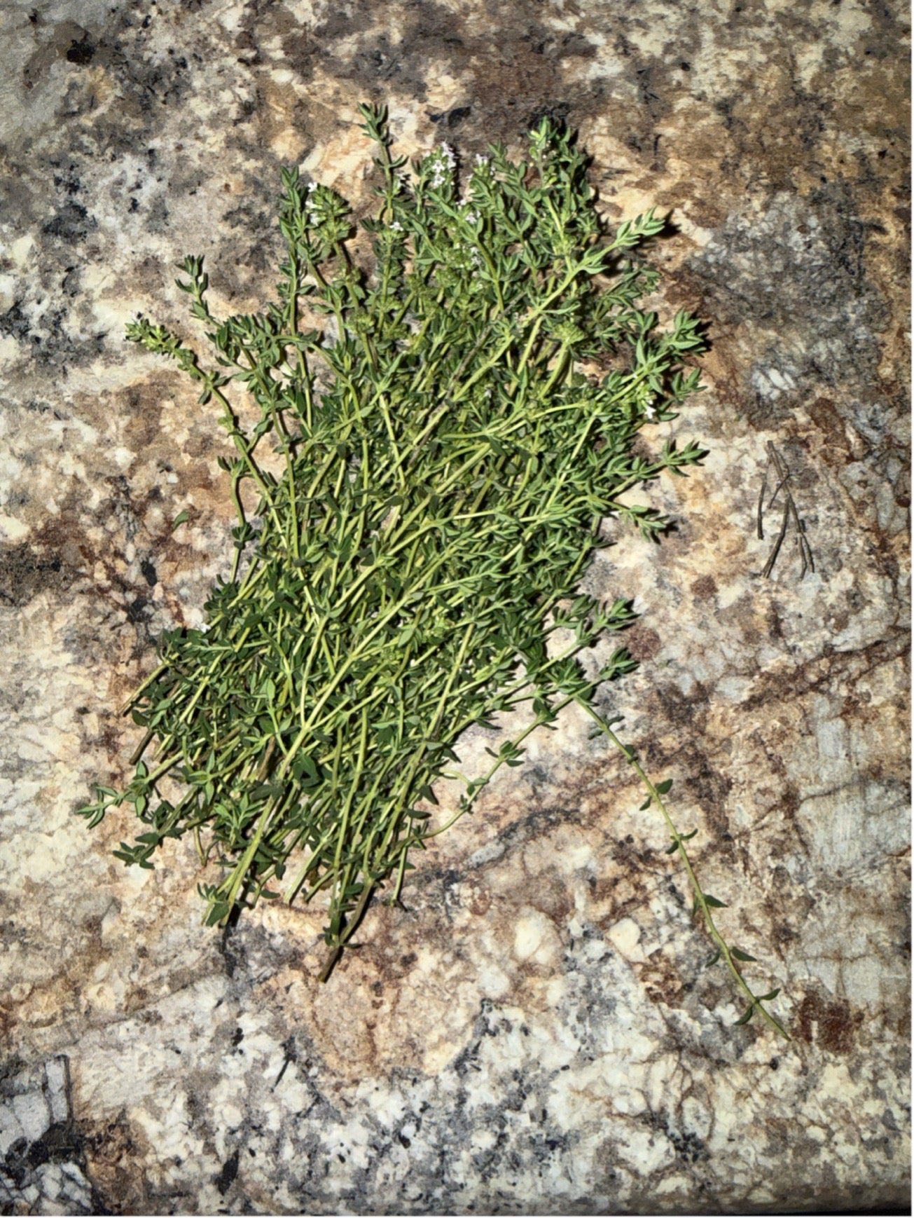 Thyme (Common)