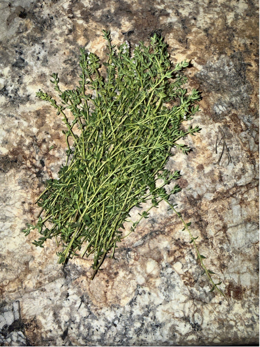 Thyme (Common)