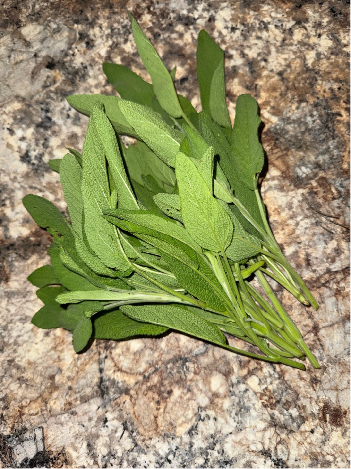 Sage