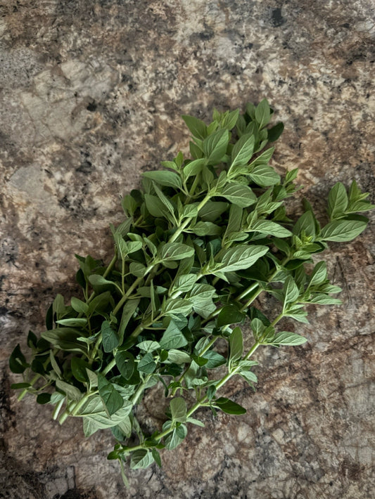 Oregano