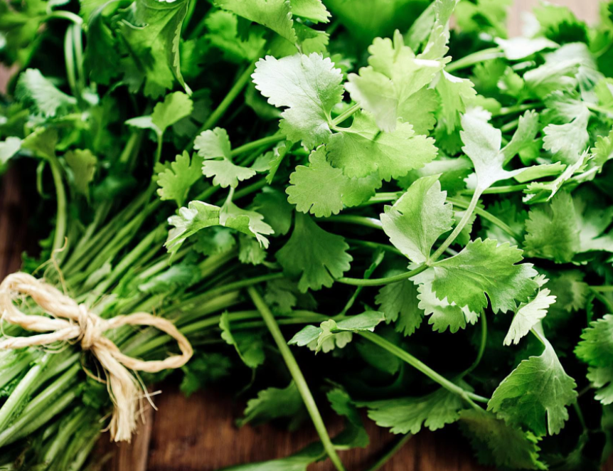 Cilantro